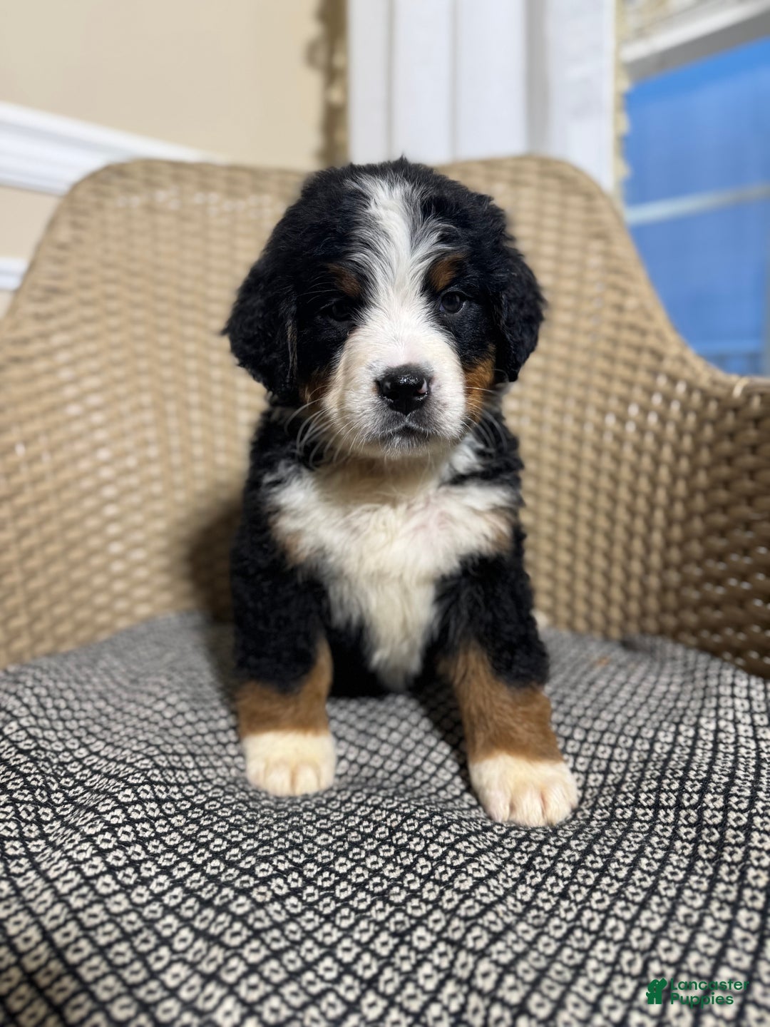 Bernese Mountain Dog dogs for sale: Indie - Ad 1