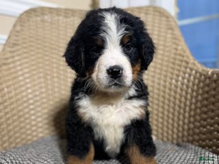 Bernese Mountain Dog dogs Indie - Ad 27