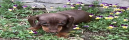 Miniature Dachshund dogs for sale: Peanut  - Ad 3