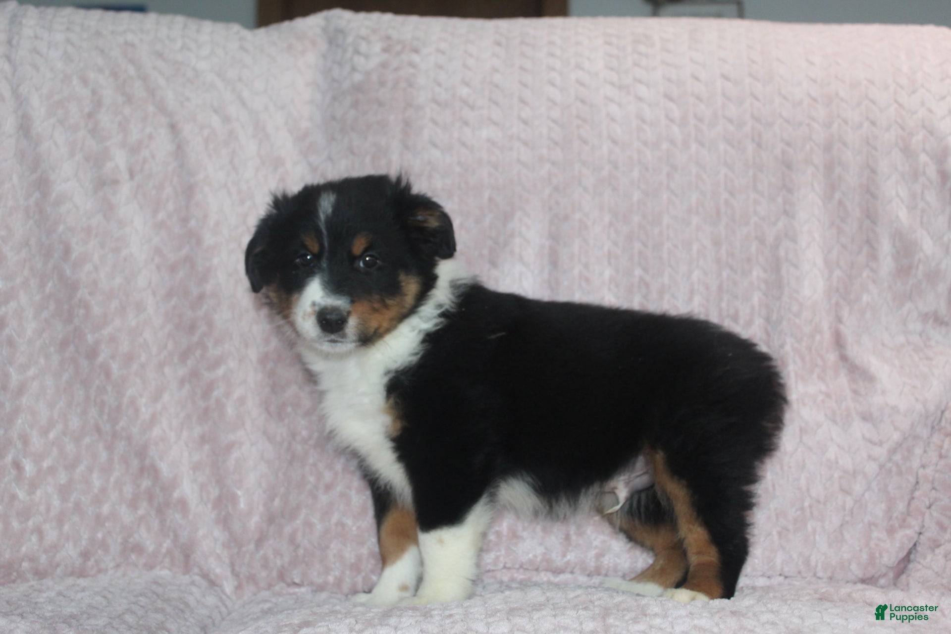 Australian Shepherd dogs Pistol  - Ad 1