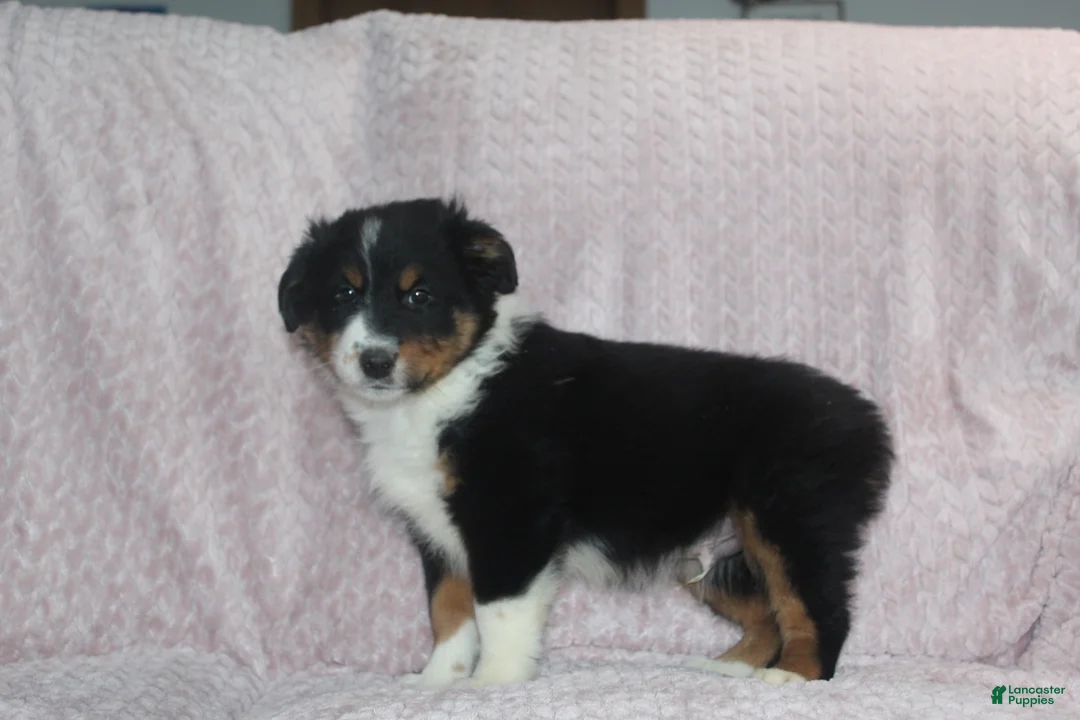 Australian Shepherd dogs for sale: Pistol  - Ad 1
