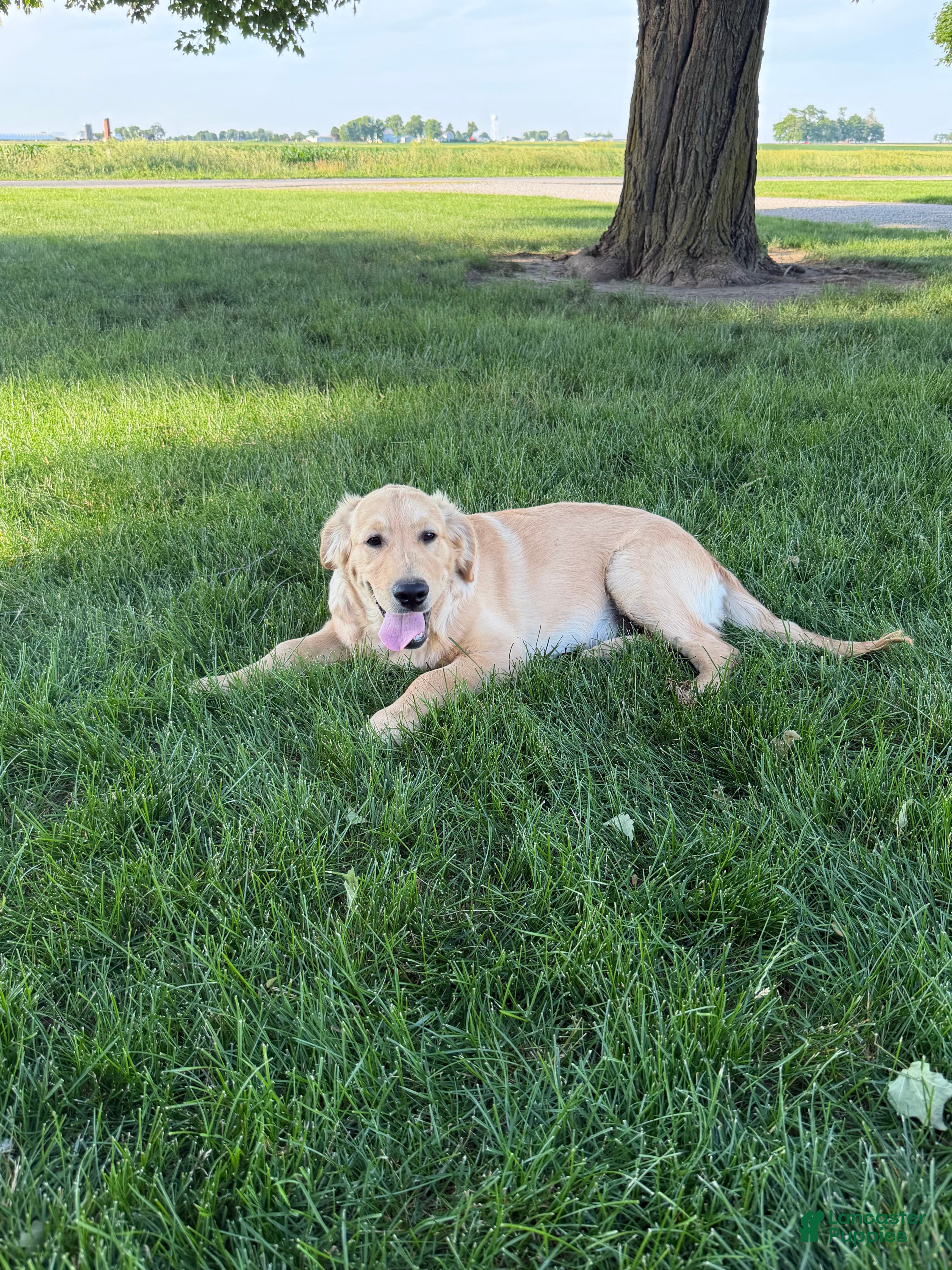 Golden Retriever dogs TRAINED Ben the Golden Retriever Puppy  - Ad 2