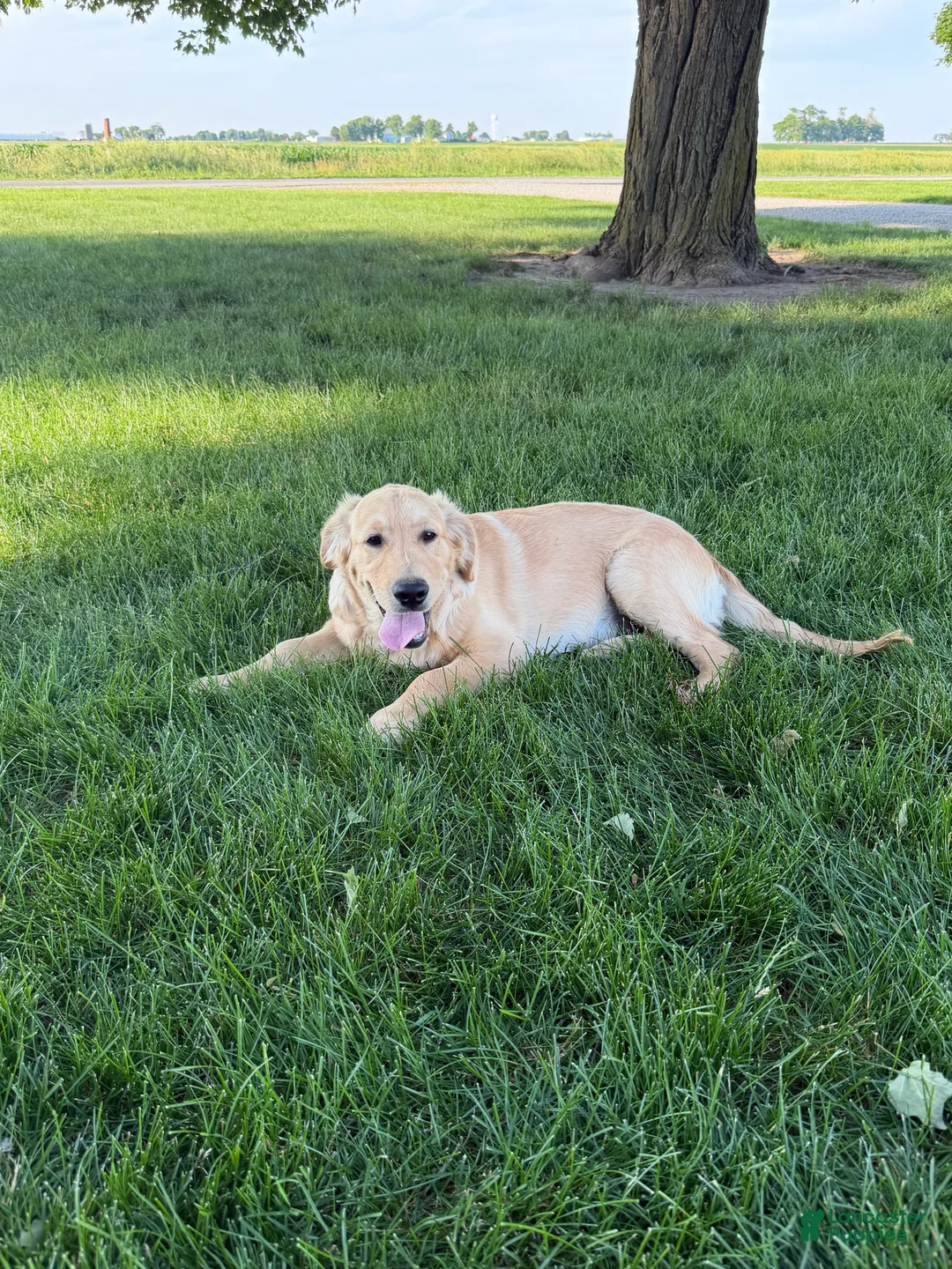Golden Retriever dogs for sale: TRAINED Ben the Golden Retriever Puppy  - Ad 2