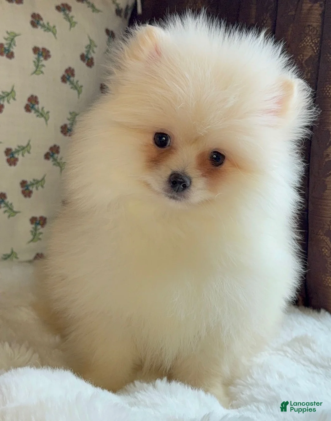 Pomeranian dogs for sale: Pomeranian Puppy Donald - Ad 5