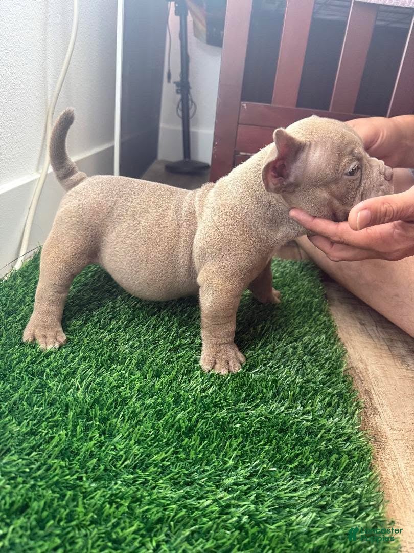 American Bully dogs American Bully 3 - Ad 9