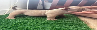 American Bully 3