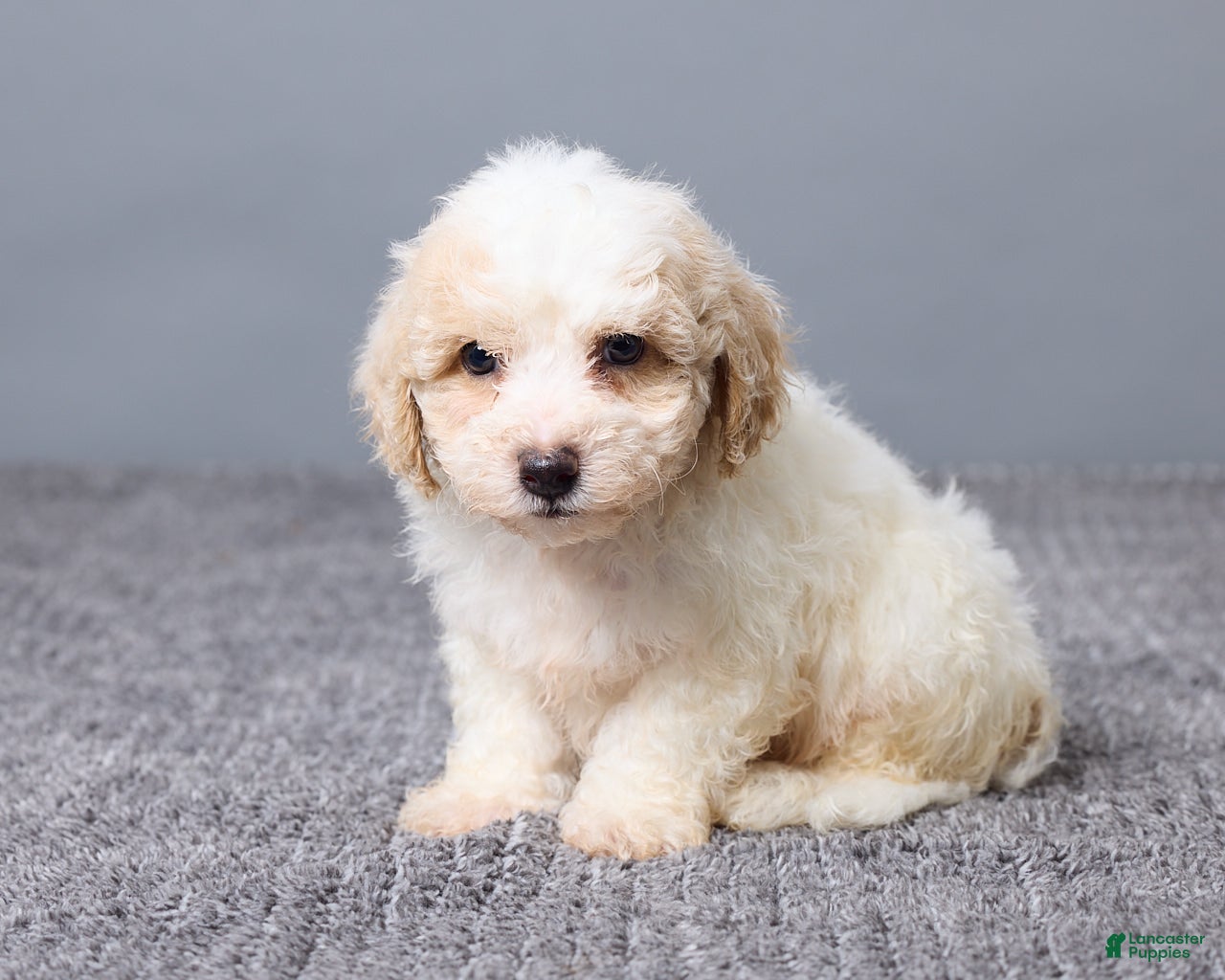 Bichpoo dogs Kaiden - Ad 2