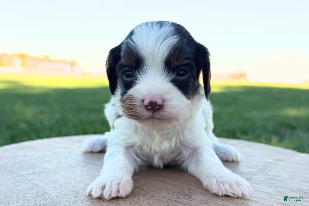 Cavapoo dogs for sale: Allegra - Ad 2