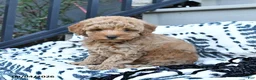 Toy Poodle dogs for sale: Fido - Ad 3