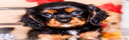 Cavalier King Charles Spaniel dogs for sale: Isaiah - Ad 2