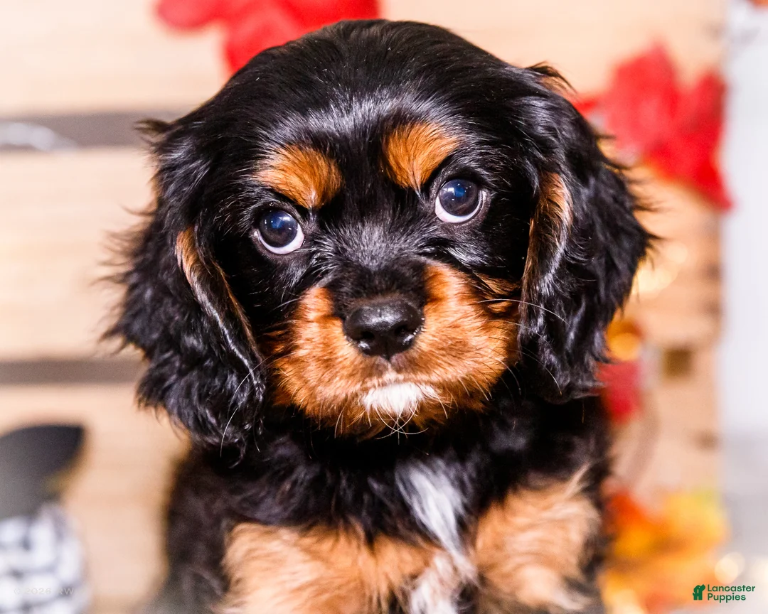 Cavalier King Charles Spaniel dogs for sale: Isaiah - Ad 2