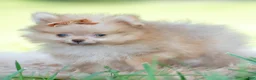 Pomeranian dogs for sale: Tiny toto  - Ad 2