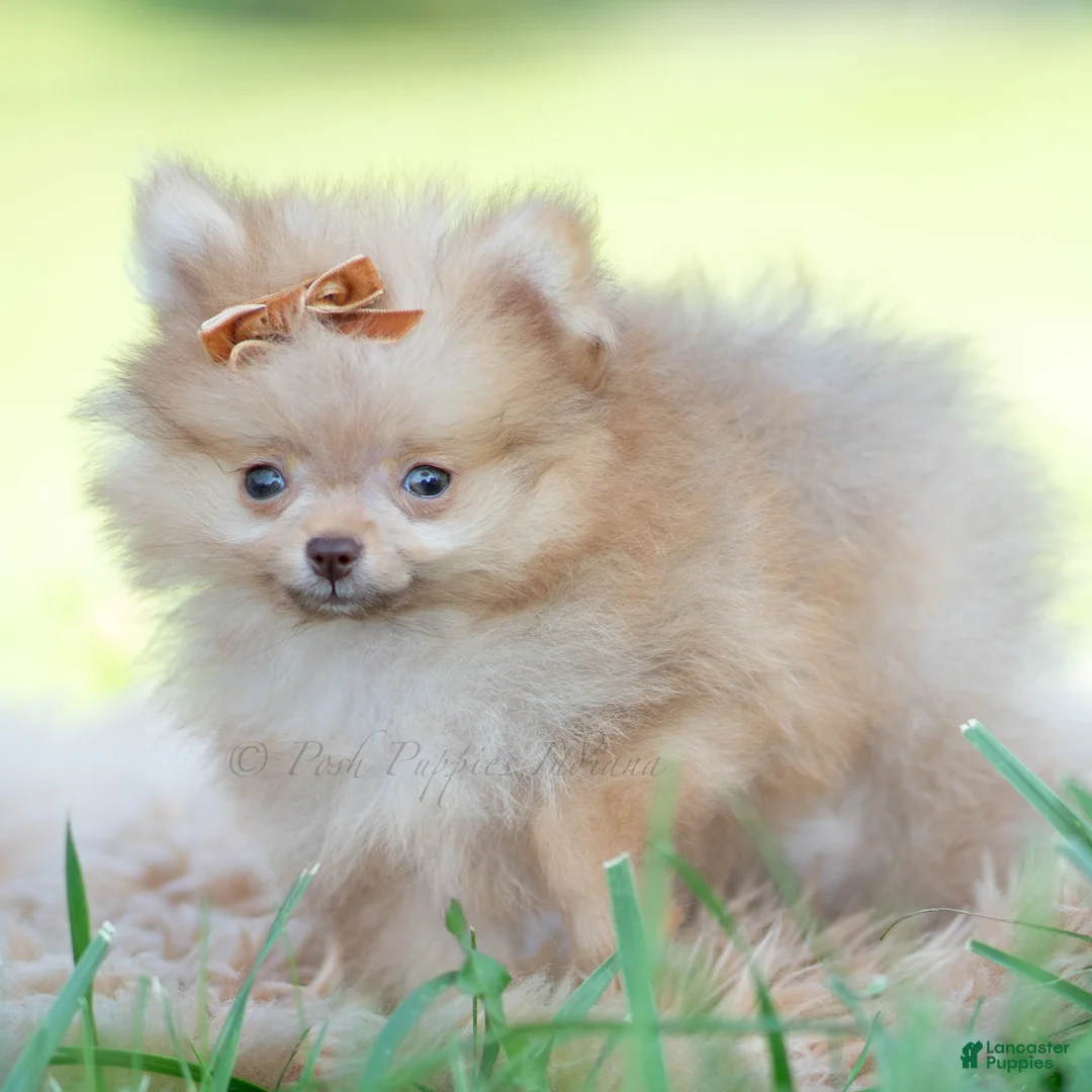 Pomeranian dogs for sale: Tiny toto  - Ad 2
