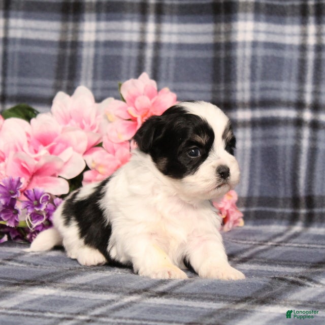 Teddy Bear dogs BJ's Robby - Ad 2