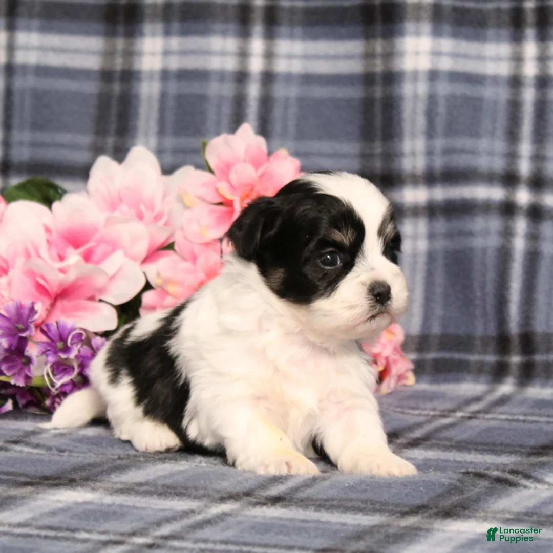 Teddy Bear dogs for sale: BJ's Robby - Ad 2