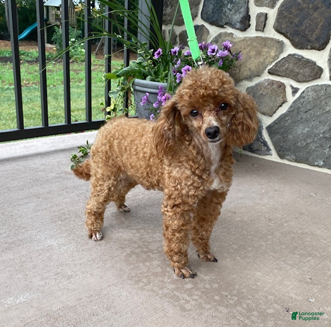 Toy Poodle dogs for sale: River - Ad 7