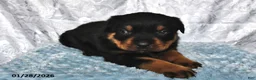 Rottweiler dogs for sale: Dusty - Ad 2