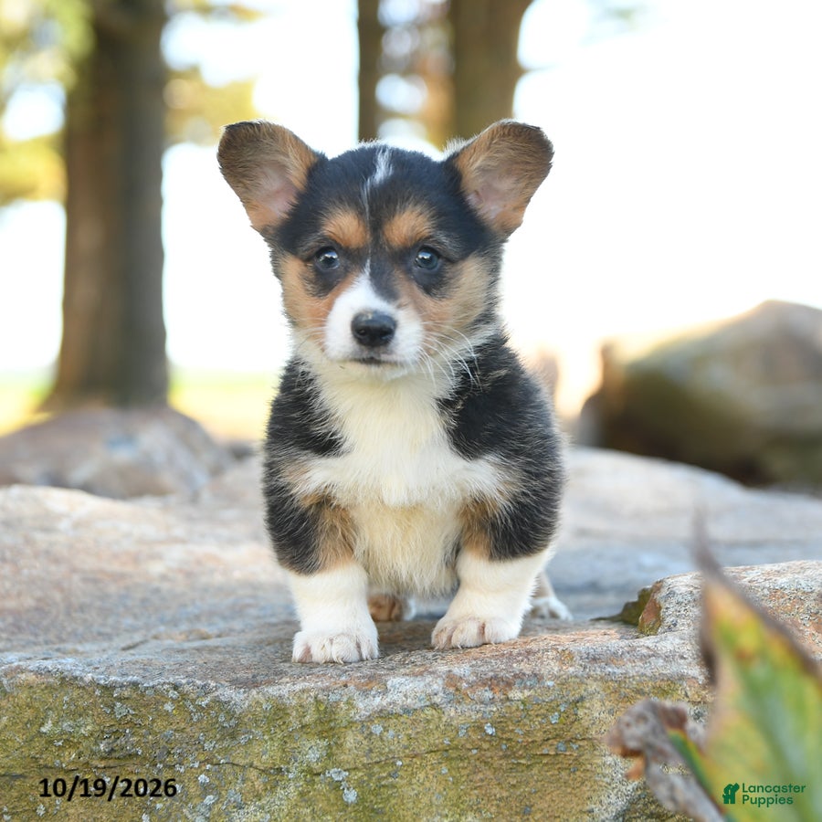 Welsh Corgi Pembroke dogs for sale: Hatty - Ad 1