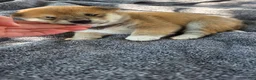 Shiba Inu dogs for sale: Liberty Belle - Ad 4