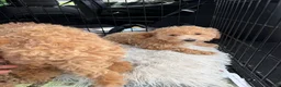 Bichpoo dogs for sale: Brielle - Ad 7