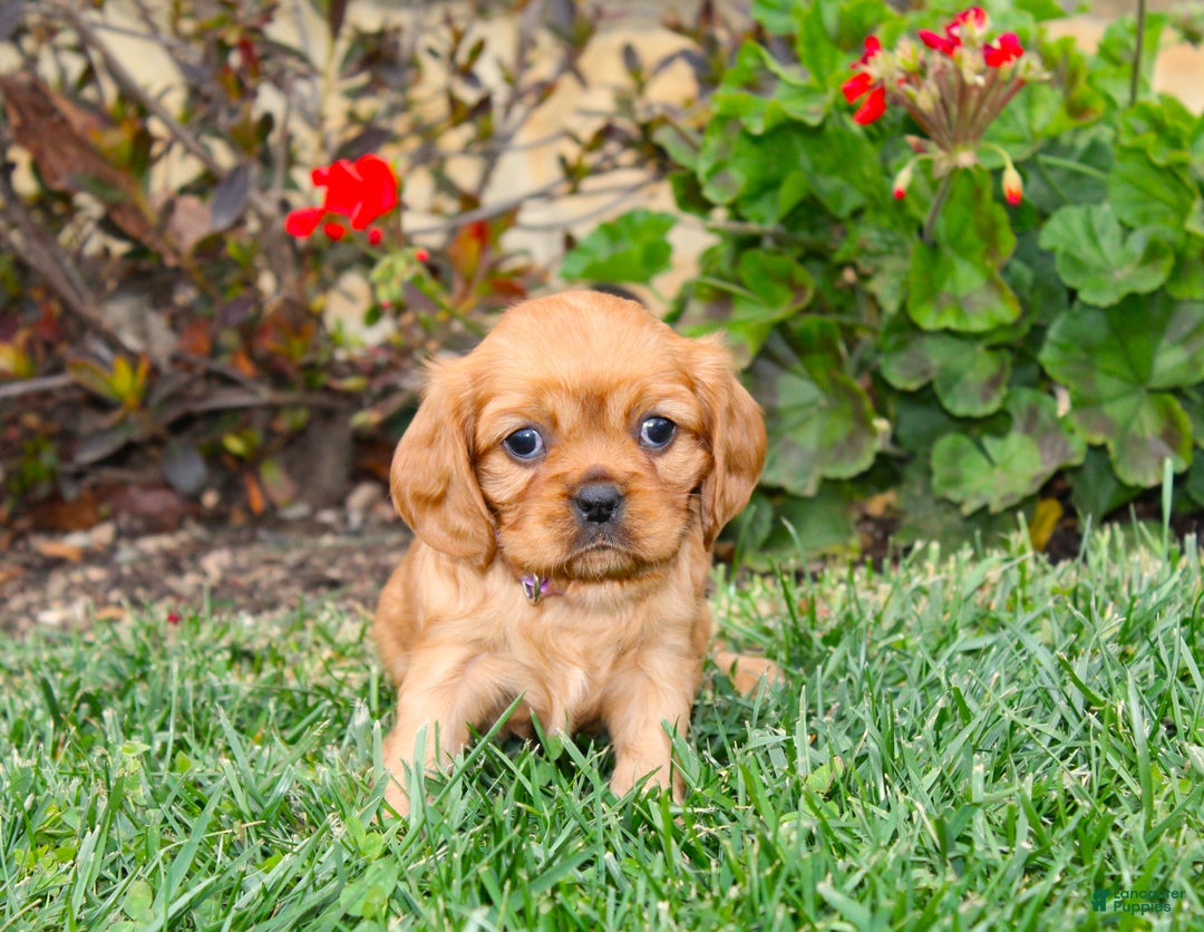 Cavalier King Charles Spaniel dogs for sale: Rosie - Genetic Tested Parents - Ad 6