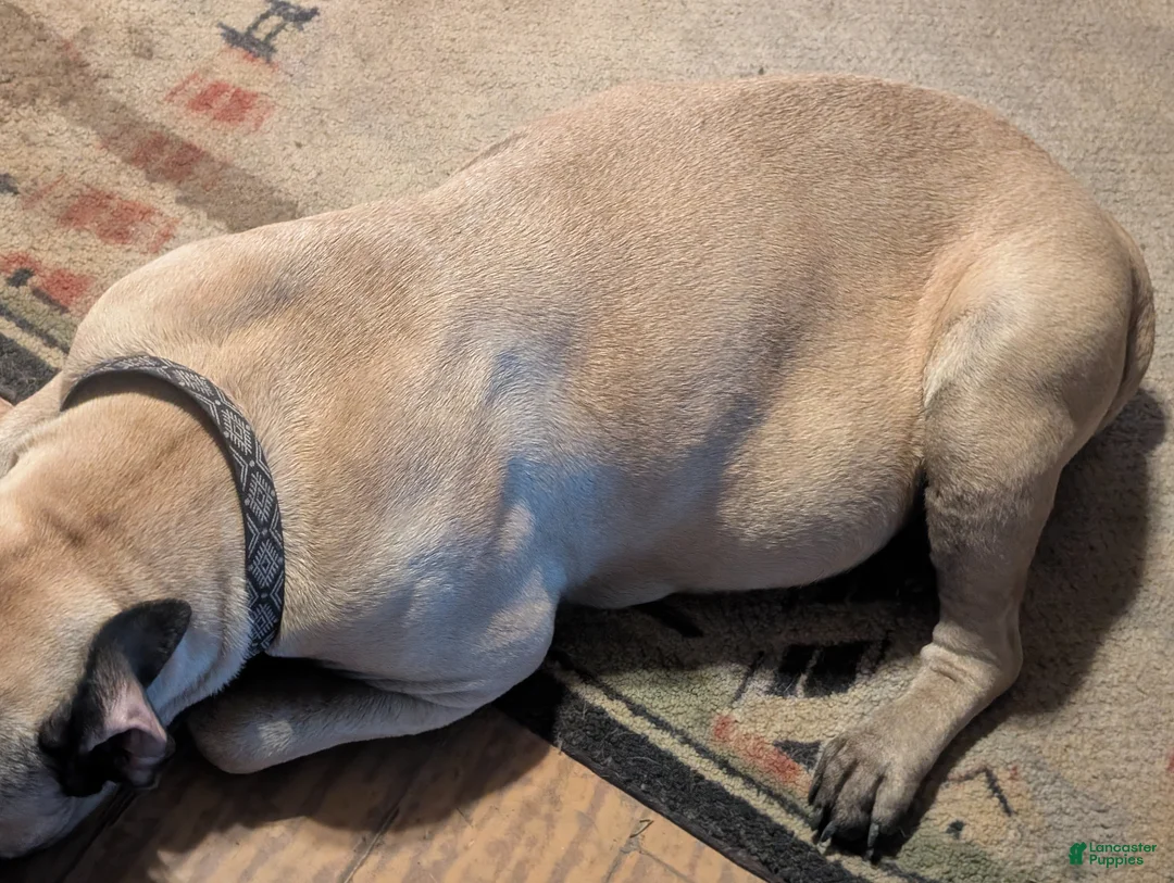 South African Boerboels dogs for sale: South African Boerboels Puppy 1 - Ad 9