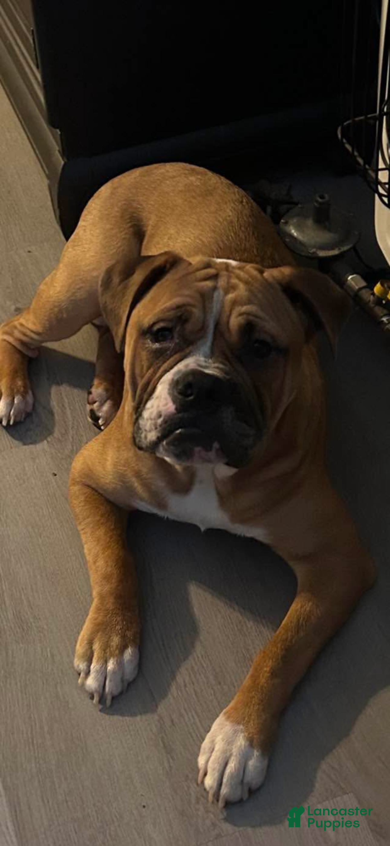 Leo