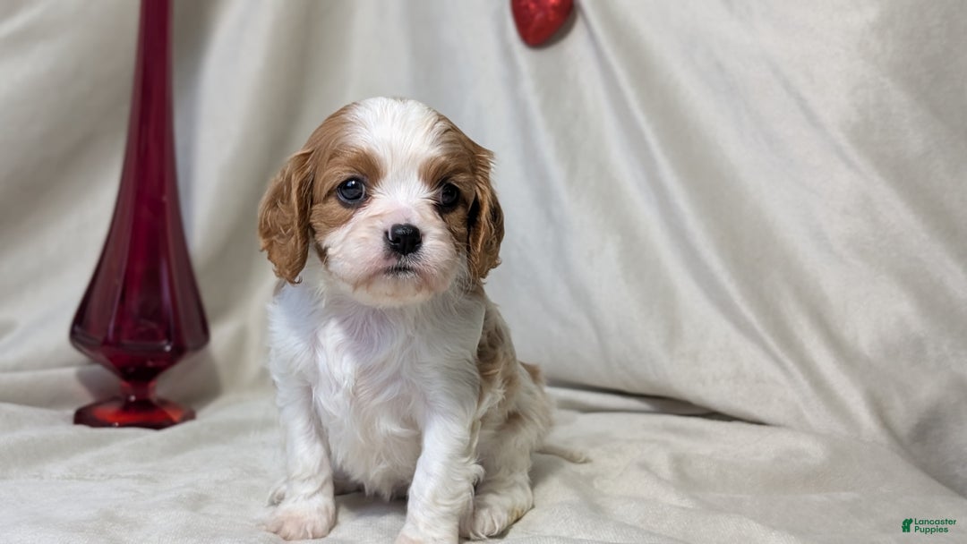 Cavalier King Charles Spaniel dogs for sale: River - Ad 3