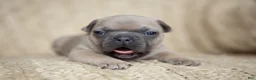 French Bulldog dogs for sale: Penny AKC - Ad 15