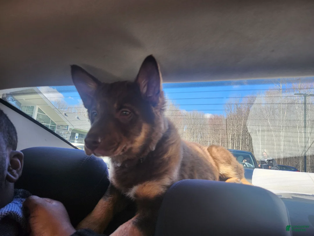 Mixed Breed dogs for sale: Mixed Breed Puppy 1 - Ad 2