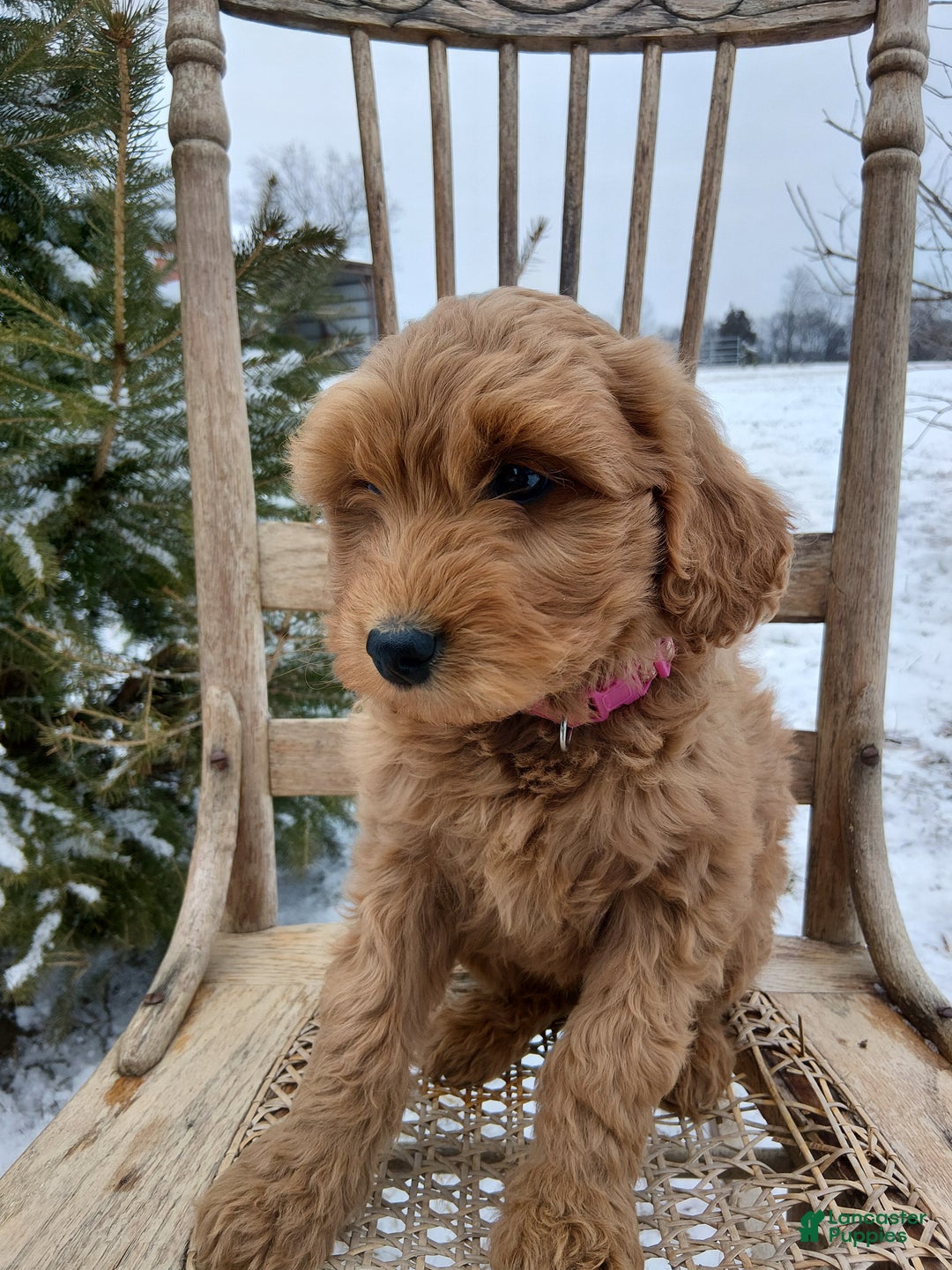 Irish Doodle dogs for sale: F1B Hunter - Ad 4