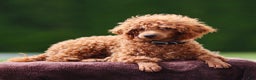 Toy Poodle dogs for sale: Maple Rose - Ad 8
