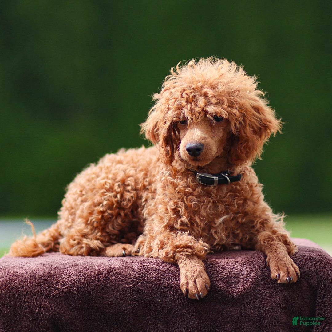 Toy Poodle dogs for sale: Maple Rose - Ad 8