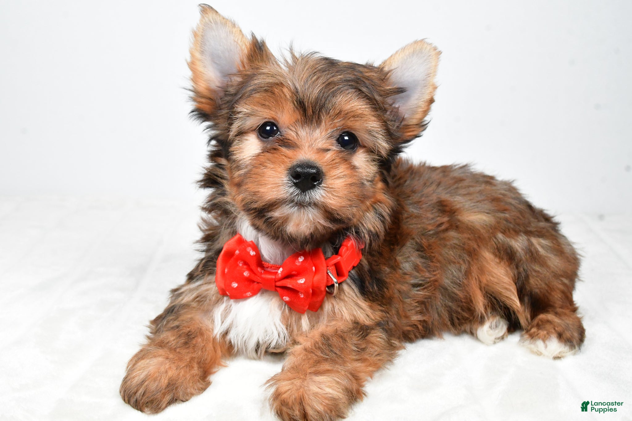 Yorkshire Terrier dogs Walker - Ad 1