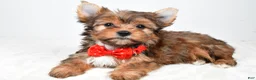 Yorkshire Terrier dogs for sale: Walker - Ad 1