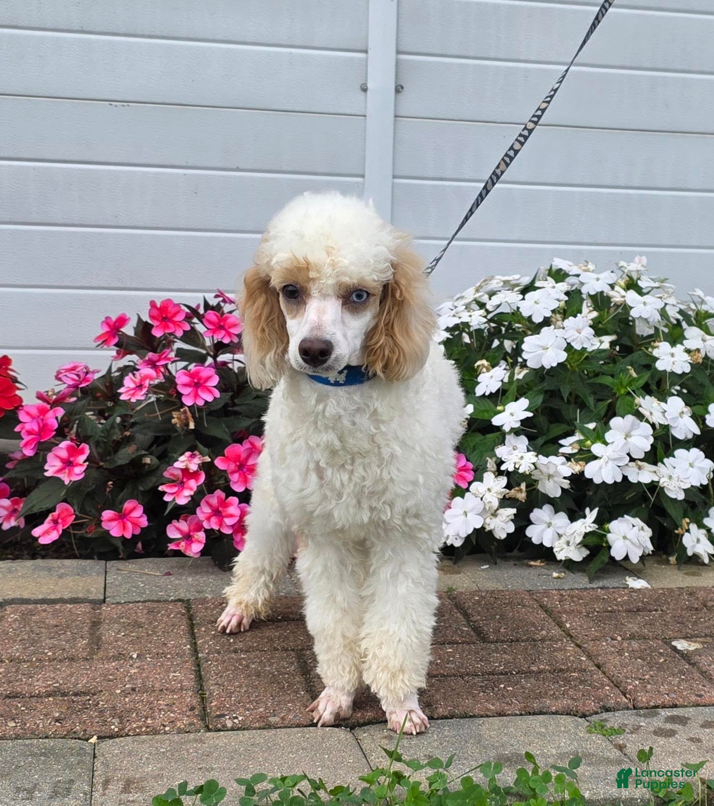 Miniature Poodle dogs Gaylord Miniature Poodle Puppy  leash trained - Ad 1
