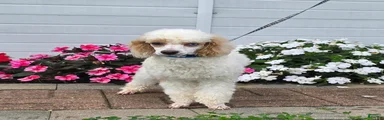 Gaylord Miniature Poodle Puppy  leash trained