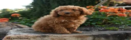 Mini Goldendoodle dogs for sale: Lilly - Ad 1