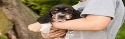 Basset Hound dogs for sale: Montgomery - Ad 9
