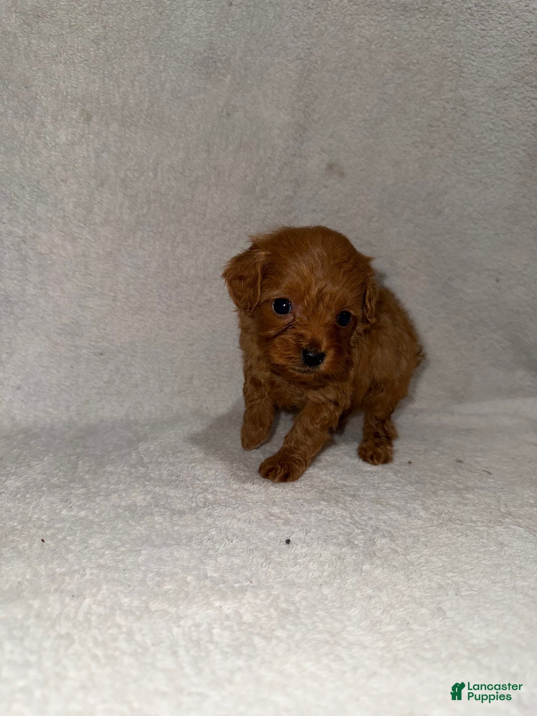 Cavapoo dogs for sale: Cavapoo Puppy 4 - Ad 4