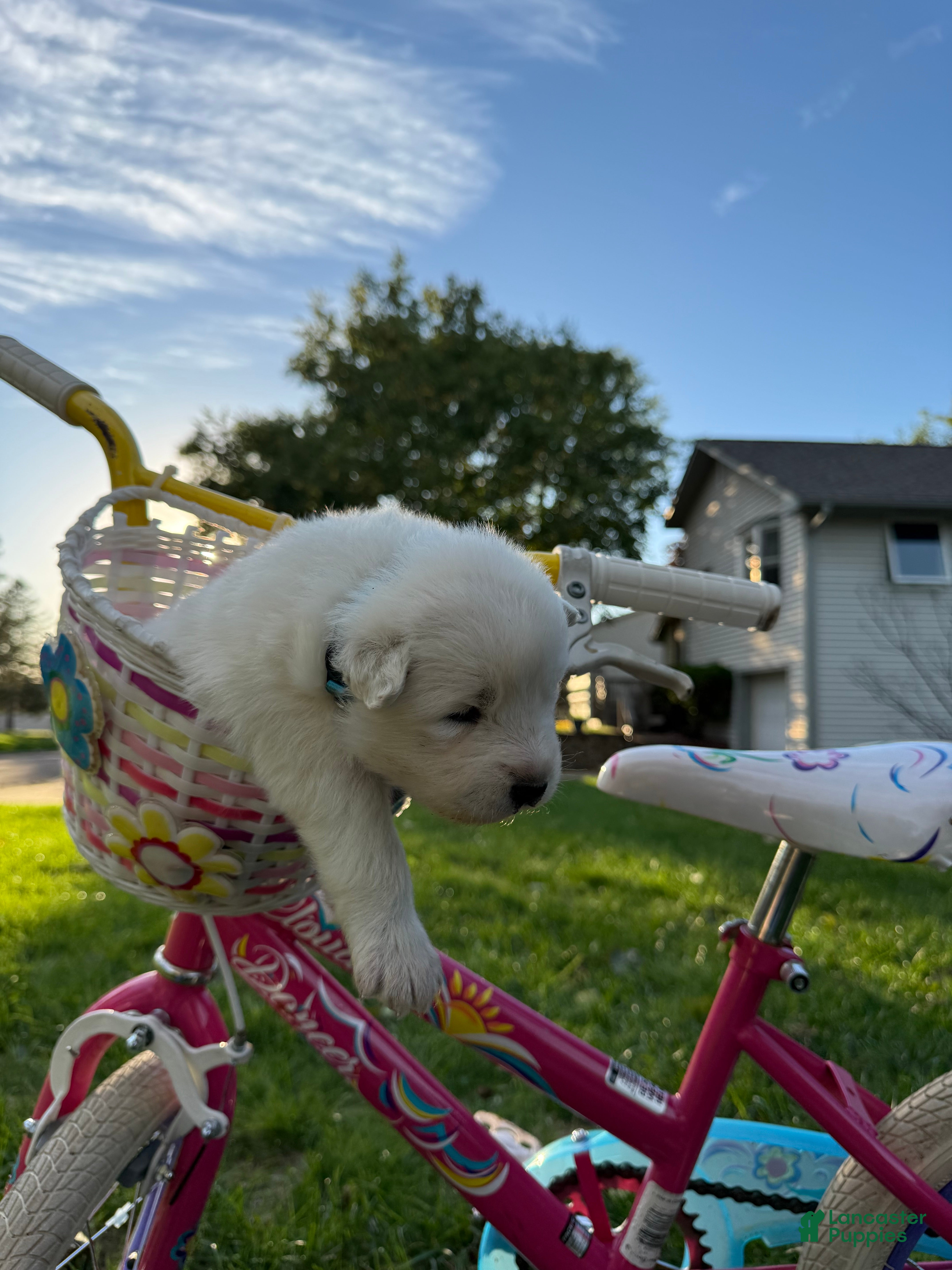 Samoyed dogs for sale: Light Blue - Ad 2