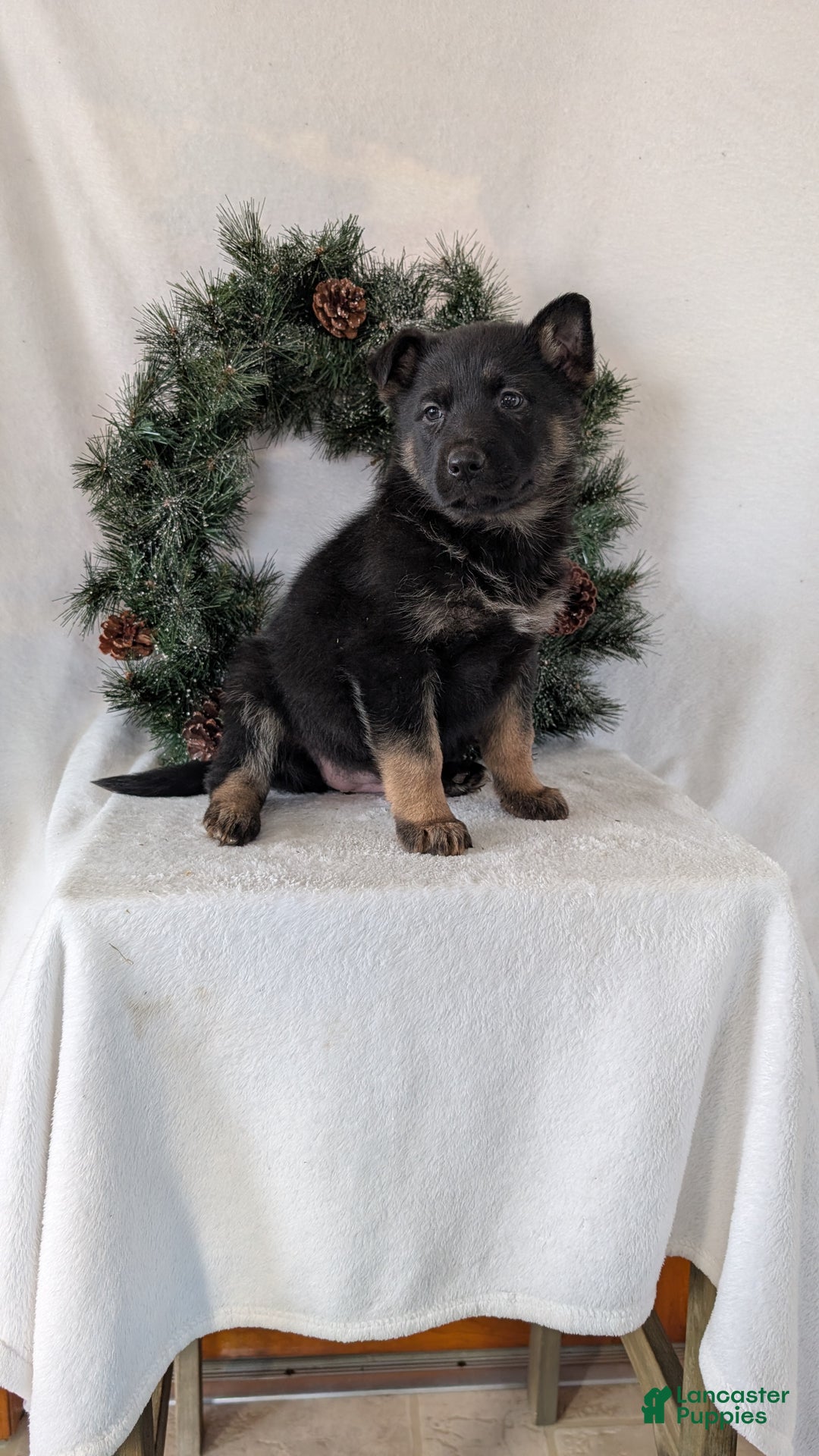 German Shepherd dogs for sale: Easton  - Ad 4