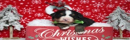Bernese Mountain Dog dogs for sale: Simba  - Ad 11