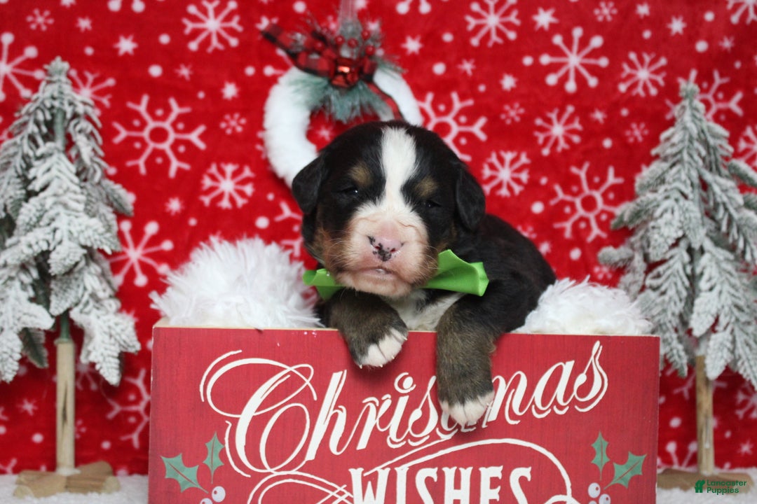 Bernese Mountain Dog dogs for sale: Simba  - Ad 11