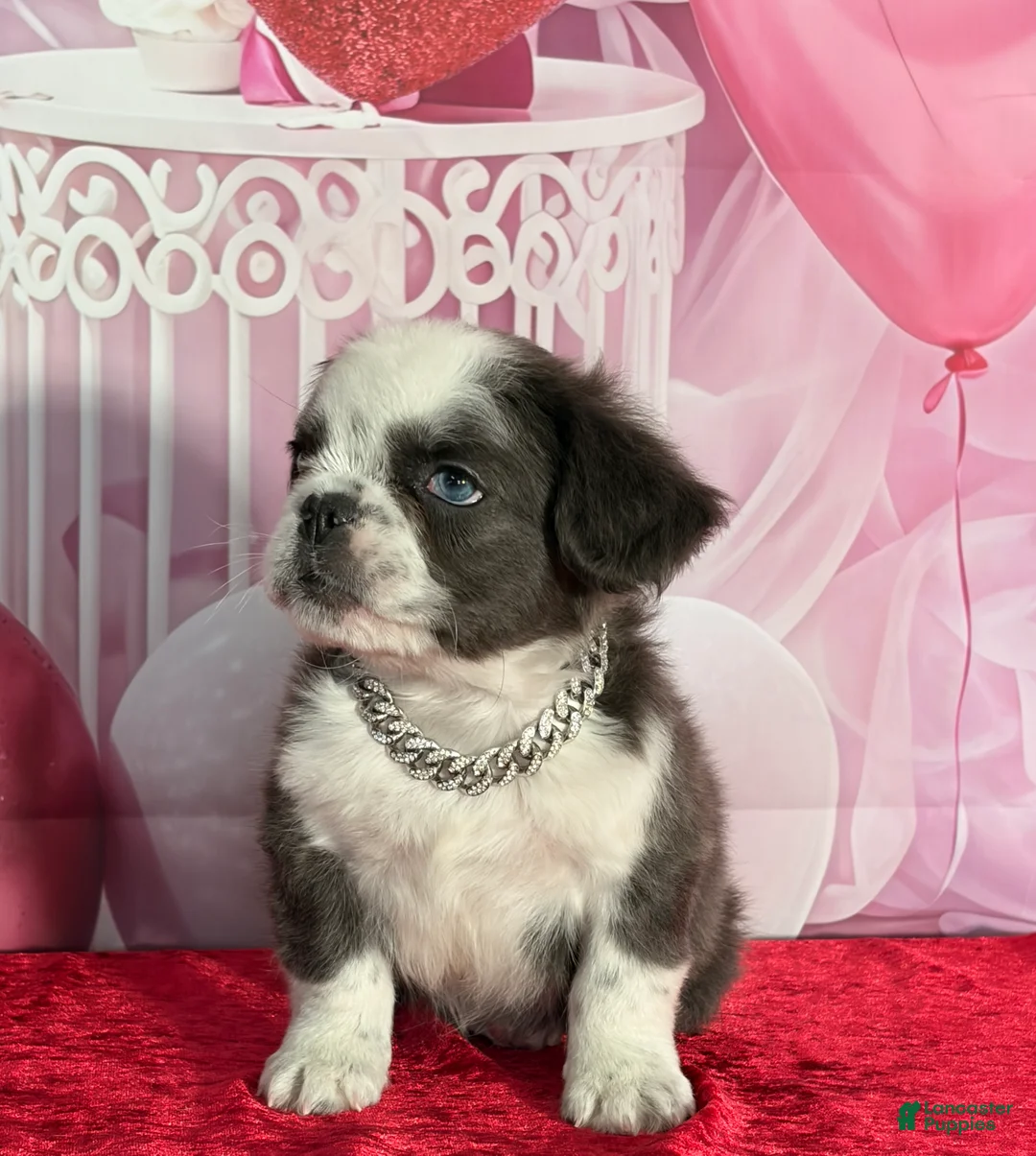 French Bulldog dogs for sale: Charlie  - Ad 1