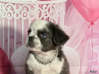 French Bulldog dogs Charlie - Ad 35