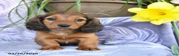 Miniature Dachshund dogs for sale: Dante - Ad 4