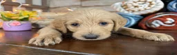 Labradoodle dogs for sale: Carol (Girl) - Ad 3