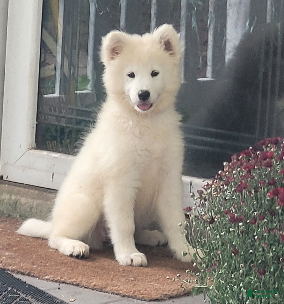 Samoyed Puppies for sale in Pennsylvania Lancaster Puppies