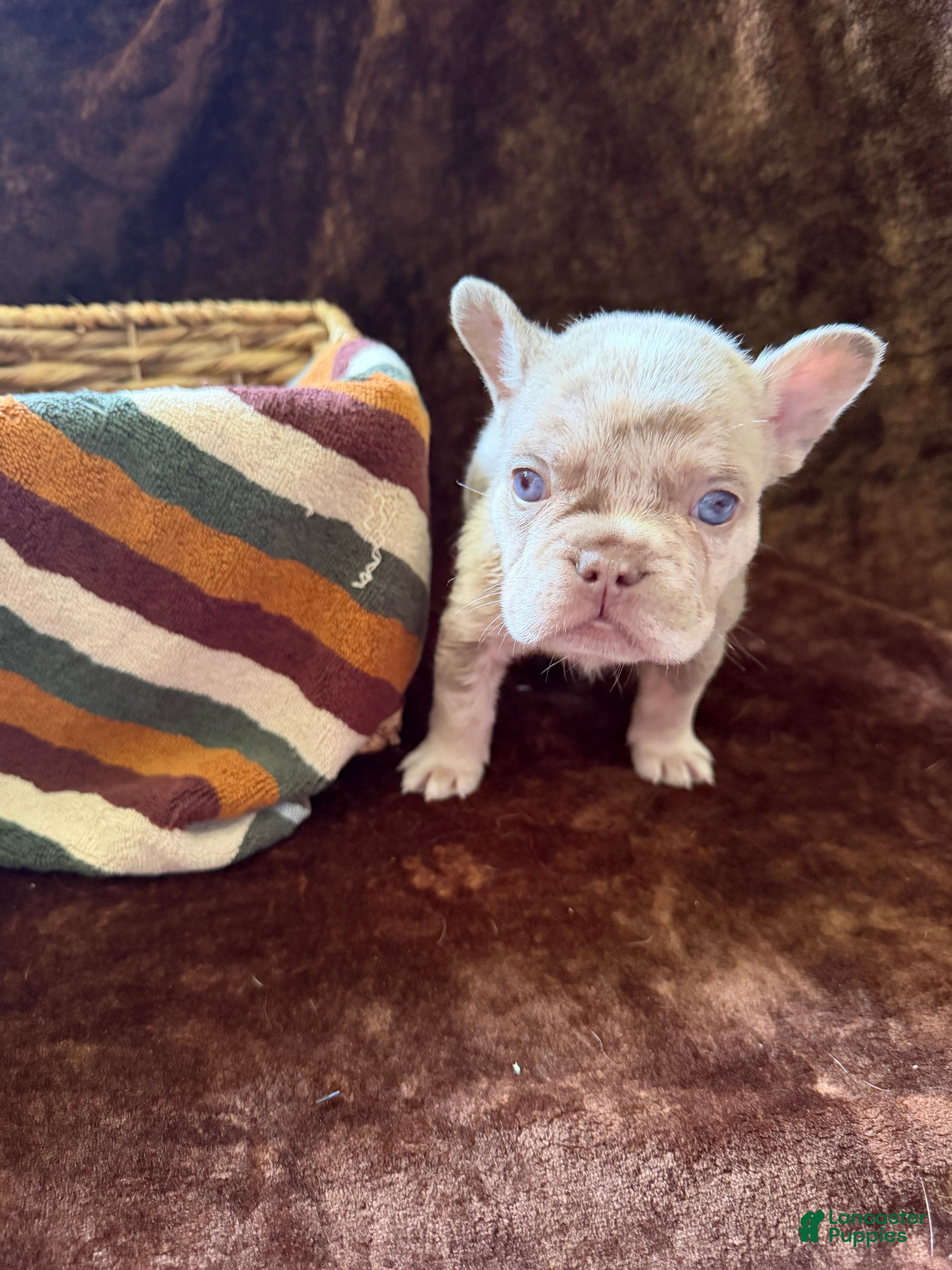 French Bulldog dogs Doug - Ad 1